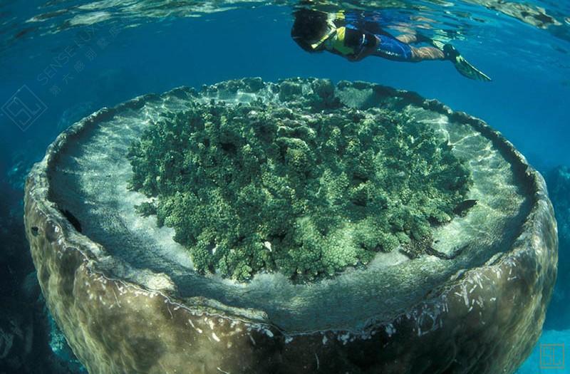 澳大利亚西澳大利亚州 萨尔萨利斯尼加卢礁屋浮潜