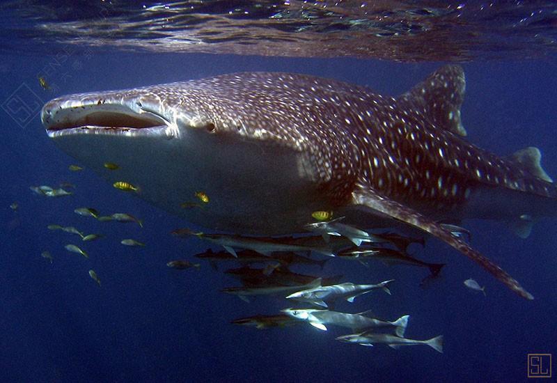 澳大利亚西澳大利亚州 萨尔萨利斯尼加卢礁屋鲸鲨
