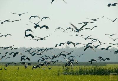 Bamurru Plains - Photo 13
