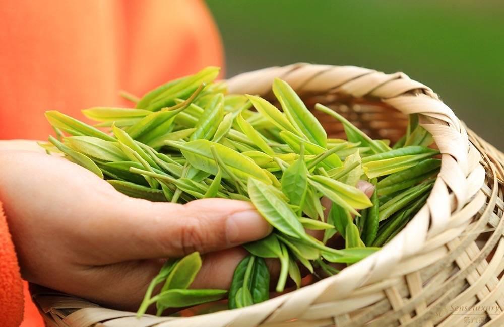 溧阳美岕茶