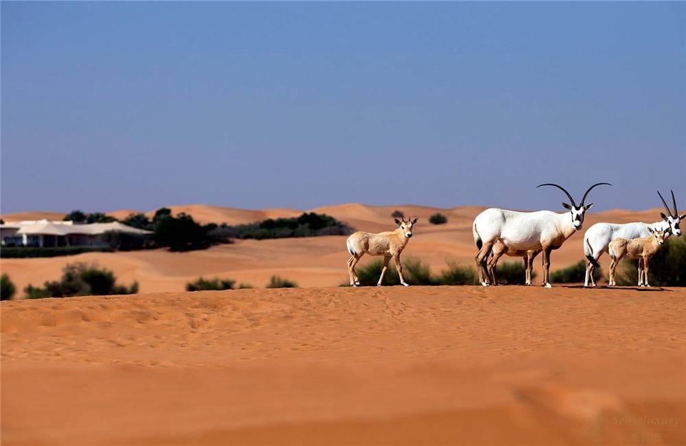 阿联酋迪拜阿玛哈沙漠贝都因别墅套房羚羊