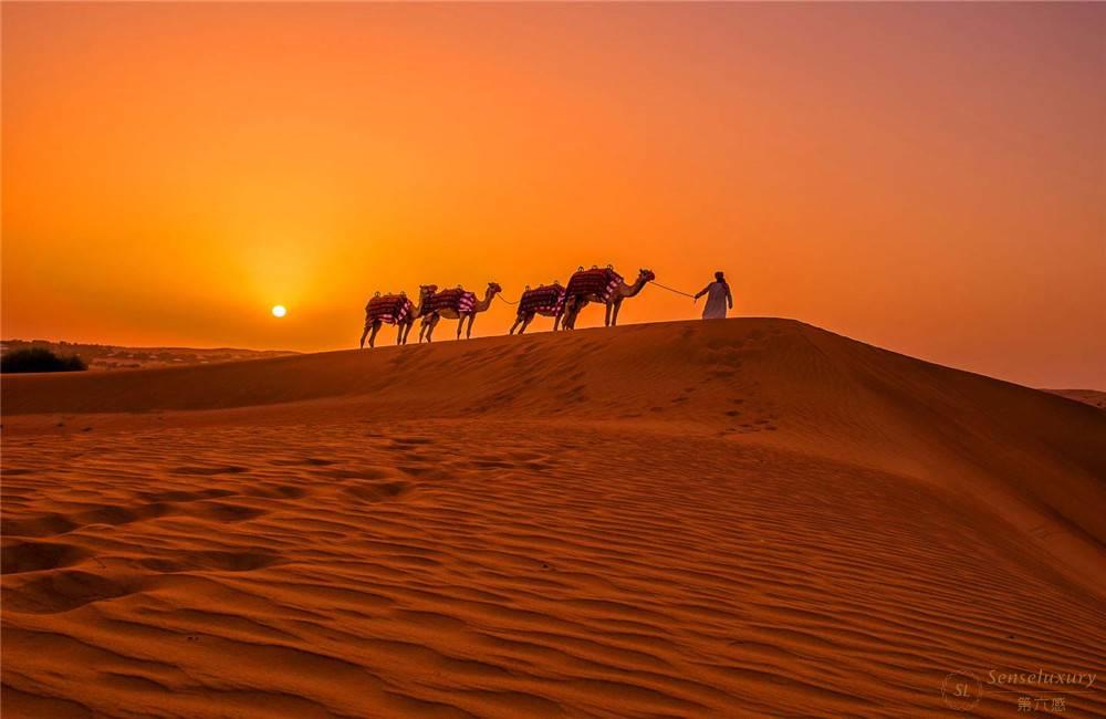 阿联酋迪拜阿玛哈沙漠贝都因别墅套房沙漠骆驼